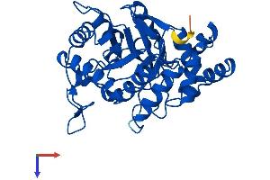 AlphaFold protein structure predicition of Human Recombinant AKR1C2 Protein, UniprotID P52895
