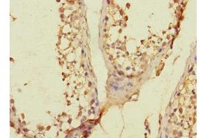Immunohistochemistry of paraffin-embedded human testis tissue using ABIN7166584 at dilution of 1:100 (SLC36A3 anticorps  (AA 1-46))