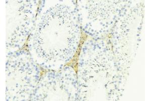 ABIN6274688 at 1/100 staining Mouse testis tissue by IHC-P. (LAMa4 anticorps  (Internal Region))