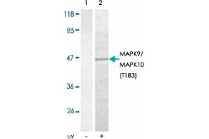 Western blot analysis of extracts from 293T cells using MAPK9/MAPK10 (phospho T183) polyclonal antibody . (JNK2 anticorps  (pThr183))