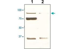 The tissue lysate derived from mouse kidney was immunoprobed by POU2F1 polyclonal antibody  at 1 : 500. (POU2F1 anticorps  (C-Term))
