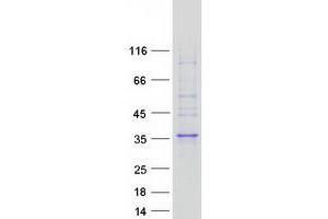 Validation with Western Blot (FAM78A Protein (Myc-DYKDDDDK Tag))