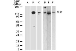 TLR3 Western Blot. (TLR3 anticorps)