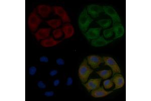 FAM71D Mouse Monoclonal Antibody staining Hela cells by IF/ICC. (FAM71D anticorps)
