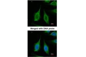 ICC/IF Image Immunofluorescence analysis of paraformaldehyde-fixed HeLa, using PPA1, antibody at 1:200 dilution.