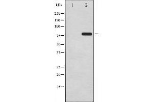 Western blot analysis of Tau phosphorylation expression in HeLa whole cell lysates,The lane on the left is treated with the antigen-specific peptide.