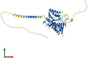 AlphaFold protein structure predicition of Human Recombinant PLD5 Protein, UniprotID Q8N7P1