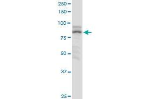 ZNF624 MaxPab polyclonal antibody.