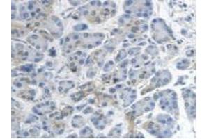 Detection of MTUS1 in Human Pancreas Tissue using Polyclonal Antibody to Mitochondrial Tumor Suppressor 1 (MTUS1) (MTUS1 anticorps  (AA 1018-1270))