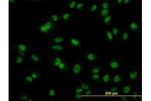 Image no. 3 for anti-ADP-Ribosylation-Like Factor 6 Interacting Protein 4 (ARL6IP4) (AA 261-361) antibody (ABIN466208) (ARL6IP4 anticorps  (AA 261-361))