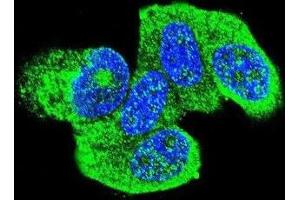 Immunofluorescence (IF) image for anti-HRas proto-oncogene, GTPase (HRAS) antibody (ABIN2996311) (HRAS anticorps)