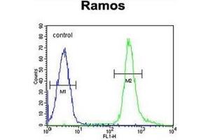 Flow cytometric analysis of Ramos cells using PNLDC1 Antibody (C-term) Cat. (PNLDC1 anticorps  (C-Term))