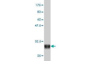 Western Blot detection against Immunogen (28. (alpha 1 Adrenergic Receptor anticorps  (AA 1-27))