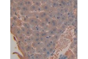 IHC-P analysis of Mouse Tissue, with DAB staining. (SERPING1 anticorps  (AA 35-179))