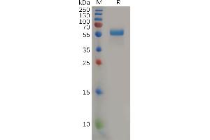 Human PGF Protein, hFc Tag on SDS-PAGE under reducing condition.