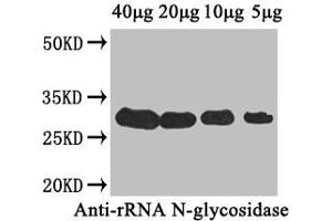 anti-Ribosome-Inactivating Protein Cucurmosin (AA 1-244) antibody