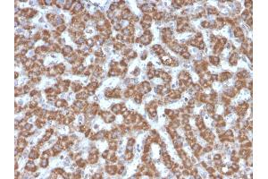 Formalin-fixed, paraffin-embedded human Liver stained with Prohibitin Mouse Monoclonal Antibody (PHB/3226). (Prohibitin anticorps  (AA 167-261))