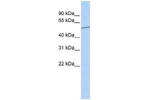 SLC39A7 antibody used at 1 ug/ml to detect target protein. (SLC39A7 anticorps)