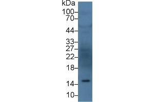 Western Blot; Sample: Human Serum; Primary Ab: 3µg/ml Rabbit Anti-Human ANG Antibody Second Ab: 0. (ANG anticorps  (AA 25-147))