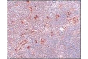 Immunohistochemistry of NAT11 in mouse thymus tissue with this product at 5 μg/ml. (NAA40 anticorps  (C-Term))