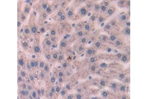 IHC-P analysis of Rat Tissue, with DAB staining. (AMBP anticorps  (AA 20-202))
