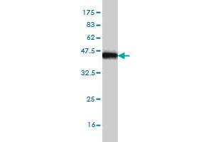 Western Blot detection against Immunogen (35.