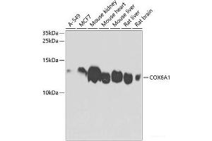 Western blot analysis of extracts of various cell lines using COX6A1 Polyclonal Antibody at dilution of 1:1000.