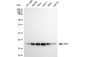 Western blotting analysis using PIN1 antibody (ABIN7799762).
