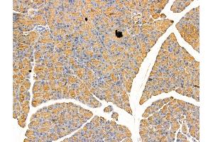Arc Antibody at 1/100 staining Rat pancreatic tissue by IHC-P. (Arc anticorps  (Internal Region))