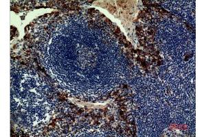 Immunohistochemistry (IHC) analysis of paraffin-embedded Human Tonsilla, antibody was diluted at 1:100. (IL-33 anticorps  (Internal Region))