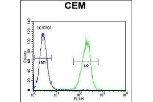 ZMYND10 Antibody (Center) (ABIN656033 and ABIN2845406) flow cytometric analysis of CEM cells (right histogram) compared to a negative control cell (left histogram). (ZMYND10 anticorps  (AA 321-348))