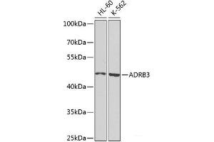 Western blot analysis of extracts of various cell lines using ADRB3 Polyclonal Antibody at dilution of 1:1000. (ADRB3 anticorps)