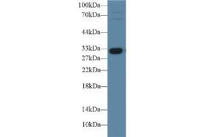 Western Blot; Sample: Porcine Liver lysate; Primary Ab: 1µg/ml Rabbit Anti-Porcine IGFBP1 Antibody Second Ab: 0. (IGFBPI anticorps  (AA 112-262))