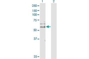 Western Blot analysis of CDC14B expression in transfected 293T cell line by CDC14B MaxPab polyclonal antibody. (CDC14B anticorps  (AA 1-471))