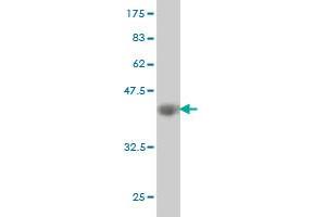 Western Blot detection against Immunogen (37.