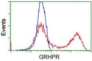 HEK293T cells transfected with either RC200963 overexpress plasmid (Red) or empty vector control plasmid (Blue) were immunostained by anti-GRHPR antibody (ABIN2453973), and then analyzed by flow cytometry. (GRHPR anticorps)
