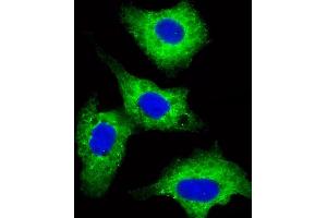 Immunofluorescent analysis of 4% paraformaldehyde-fixed, 0. (DVL1 anticorps  (AA 442-470))