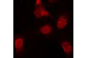 ABIN6272331 staining RAW264.