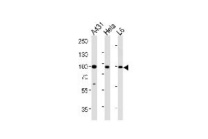 HSP90AB1 Antibody (Center) (ABIN392346 and ABIN2841985) western blot analysis in A431,Hela,L6 cell line lysates (35 μg/lane). (HSP90AB1 anticorps  (AA 438-465))