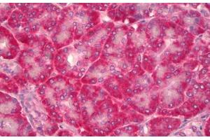 Anti-NOV / CCN3 antibody IHC staining of human pancreas. (NOV anticorps)