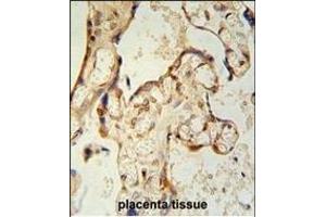PON2 Antibody (Center) (ABIN651946 and ABIN2840470) immunohistochemistry analysis in formalin fixed and paraffin embedded human placenta tissue followed by peroxidase conjugation of the secondary antibody and DAB staining.