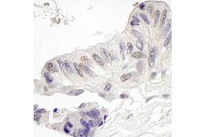 Immunohistochemistry (IHC) image for anti-Mastermind-Like 1 (MAML1) (AA 75-125) antibody (ABIN7448636)