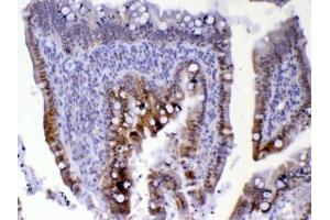 IHC testing of FFPE rat small intestine tissue with Cdc20 antibody at 1ug/ml. (CDC20 anticorps)
