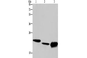 Western Blotting (WB) image for anti-Interleukin 19 (IL19) antibody (ABIN2433193) (IL-19 anticorps)