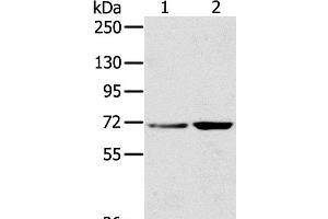 Western Blot analysis of Hela and 293T cell using SNX2 Polyclonal Antibody at dilution of 1:300