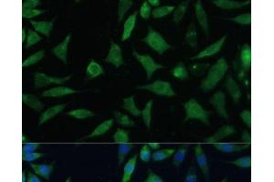 Immunofluorescence analysis of L929 cells using CD47 Polyclonal Antibody at dilution of 1:100. (CD47 anticorps)
