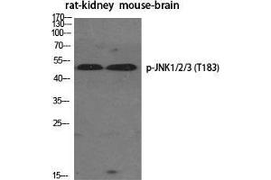 Western Blot (WB) analysis of specific cells using Phospho-JNK1/2/3 (T183) Polyclonal Antibody. (JNK anticorps  (pThr183))