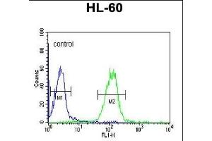 OL4 Antibody (Center ) 6783c flow cytometric analysis of HL-60 cells (right histogram) compared to a negative control cell (left histogram).