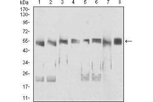 Western blot analysis using DDX39B mouse mAb against HepG2 (1), HepG2 (2), K562 (3), Jurkat (4), NIH/3T3 (5), MCF-7 (6), Jurkat (7), and Hek293 (8) cell lysate.