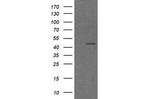 Image no. 2 for anti-Chromogranin A (CHGA) antibody (ABIN1497509) (Chromogranin A anticorps)